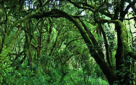 Afryka dzika - Kilimandżaro, safari i Zanzibar z DichoverAsia las deszczowy.jpg